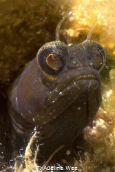 I'm watching you - Sailfin blenny by Adeline Wee 